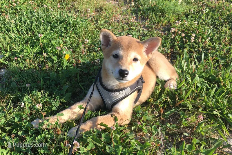 Roxie  – Shiba Inu puppy for sale in Seymour, MO