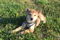 Roxie , a female Shiba Inu for sale in Seymour, MO – 2 of 5
