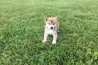 Ozzy, a male Shiba Inu for sale in Seymour, MO – 3 of 4