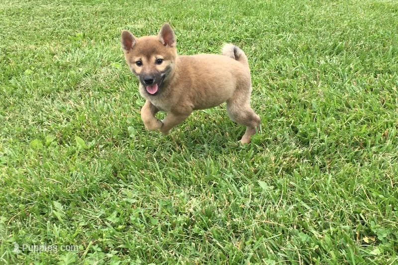 Ellie – Shiba Inu puppy for sale in Seymour, MO
