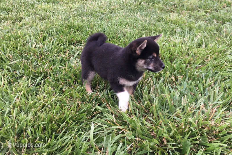 Lexi  – Shiba Inu puppy for sale in Seymour, MO