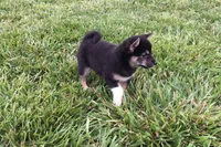 Lexi , a female Shiba Inu for sale in Seymour, MO – 1 of 4