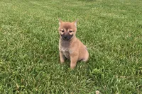 Ellie, a female Shiba Inu for sale in Seymour, MO – 5 of 5