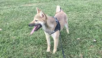 Ellie, a female Shiba Inu for sale in Seymour, MO – 4 of 6