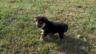 Simba , a male Shiba Inu for sale in Seymour, MO – 6 of 6
