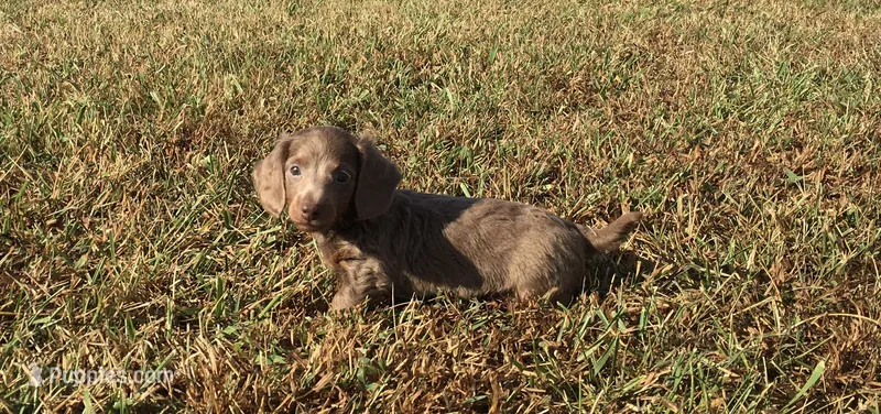 Harper – Miniature Dachshund puppy for sale in Seymour, MO