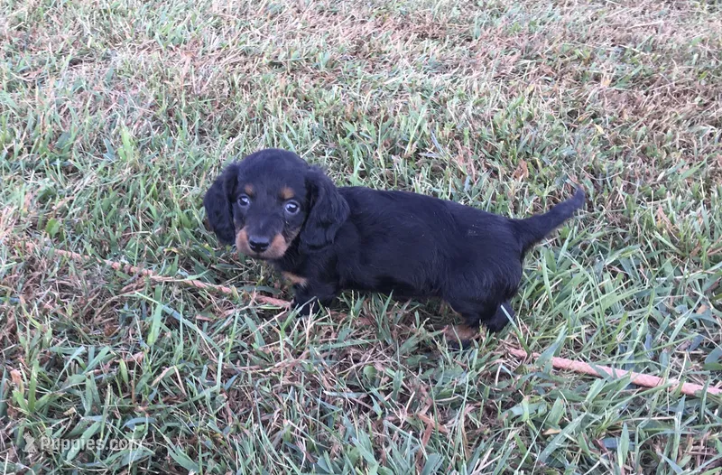 Sierra – Miniature Dachshund puppy for sale in Seymour, MO