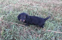 Sierra, a female Miniature Dachshund for sale in Seymour, MO – 1 of 5