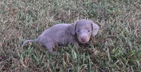 Duke , a male Miniature Dachshund for sale in Seymour, MO – 2 of 6