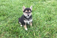 Carly, a female Shiba Inu for sale in Seymour, MO – 5 of 5