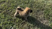 PHOEBE, a female Shiba Inu for sale in Seymour, MO – 4 of 5