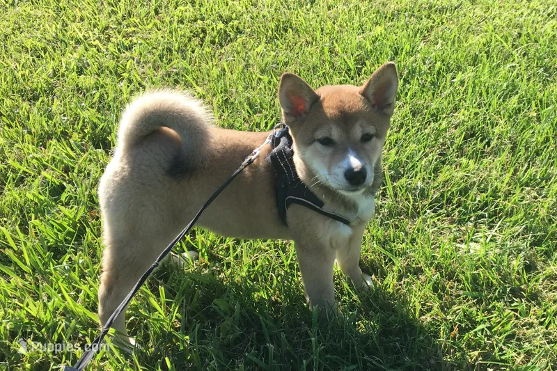 Sadie – Shiba Inu puppy for sale in Seymour, MO