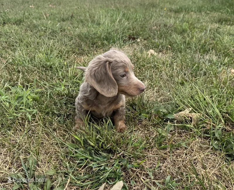 Duke  – Miniature Dachshund puppy for sale in Seymour, MO
