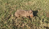 Harper, a female Miniature Dachshund for sale in Seymour, MO – 4 of 5