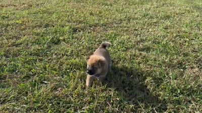 PHOEBE, a female Shiba Inu for sale in Seymour, MO – 5 of 5