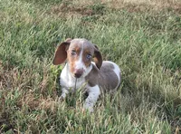 Bella , a female Miniature Dachshund for sale in Seymour, MO – 5 of 8