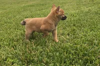 Ellie, a female Shiba Inu for sale in Seymour, MO – 2 of 5