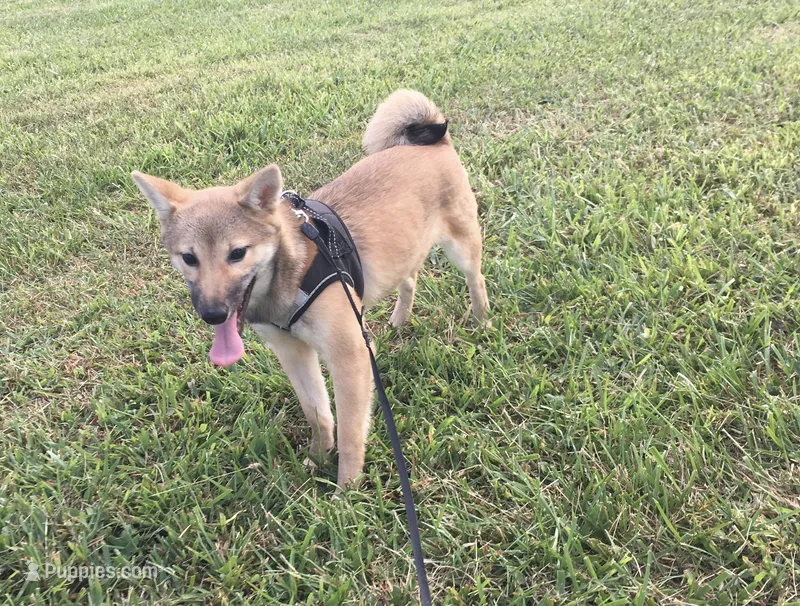 Ellie – Shiba Inu puppy for sale in Seymour, MO