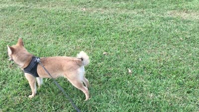 Ellie, a female Shiba Inu for sale in Seymour, MO – 6 of 6