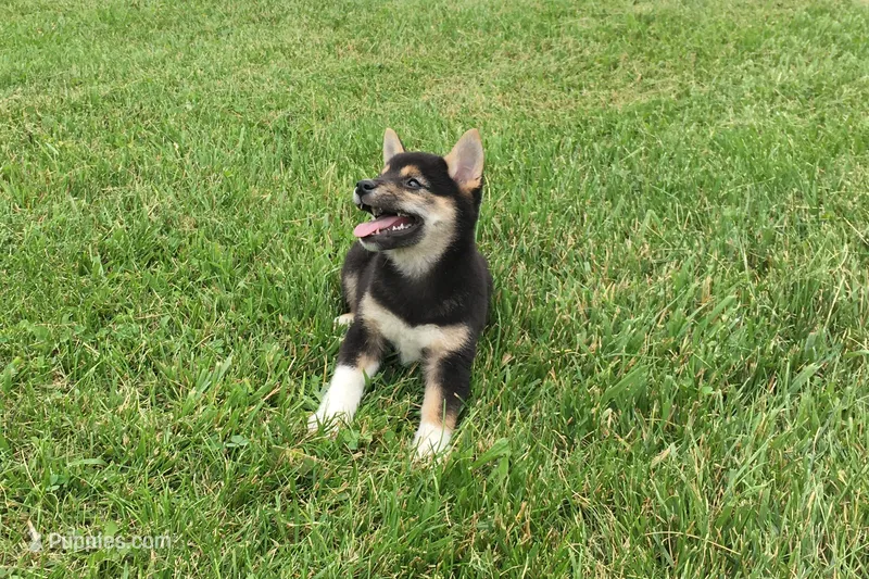 Lexi  – Shiba Inu puppy for sale in Seymour, MO