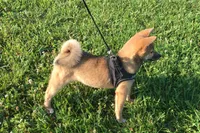 Hollie , a female Shiba Inu for sale in Seymour, MO – 4 of 6