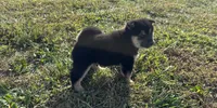 Simba , a male Shiba Inu for sale in Seymour, MO – 5 of 6