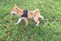 Marly , a female Shiba Inu for sale in Seymour, MO – 2 of 5