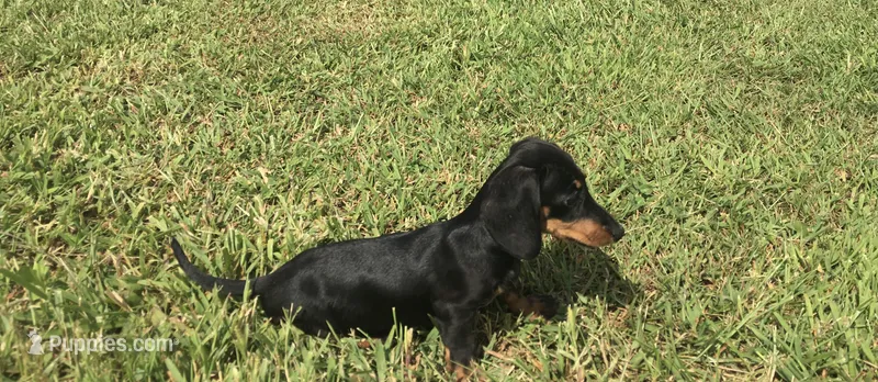 Sharla – Miniature Dachshund puppy for sale in Seymour, MO
