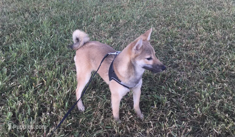 Ellie – Shiba Inu puppy for sale in Seymour, MO