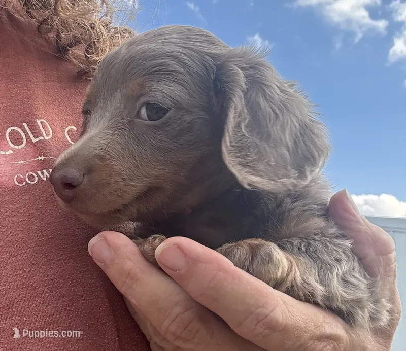 Duke  – Miniature Dachshund puppy for sale in Seymour, MO