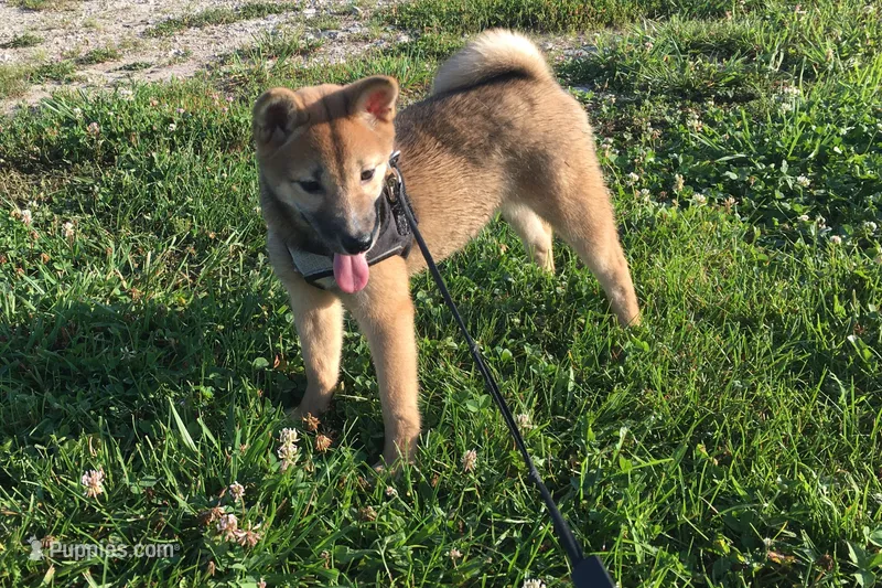 Hollie  – Shiba Inu puppy for sale in Seymour, MO