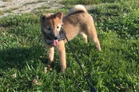 Hollie , a female Shiba Inu for sale in Seymour, MO – 1 of 6