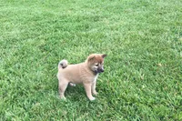 Hollie , a female Shiba Inu for sale in Seymour, MO – 4 of 5
