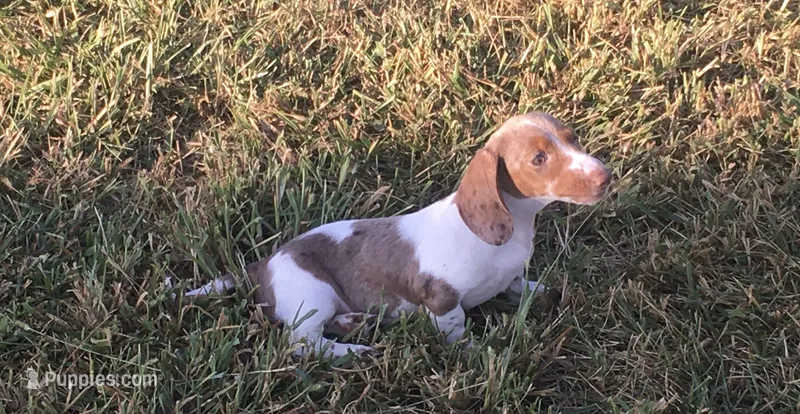 Bella  – Miniature Dachshund puppy for sale in Seymour, MO
