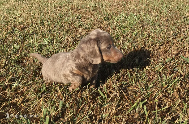 Duke  – Miniature Dachshund puppy for sale in Seymour, MO