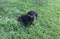 Sharla, a female Miniature Dachshund for sale in Seymour, MO – 6 of 6
