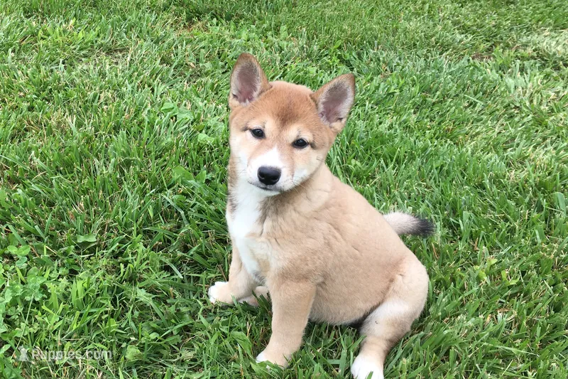 Roxie  – Shiba Inu puppy for sale in Seymour, MO