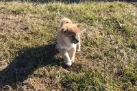 Willow, a female Shiba Inu for sale in Seymour, MO – Photo 4 of 4