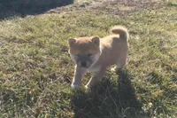 Willow, a female Shiba Inu for sale in Seymour, MO – Photo 3 of 4