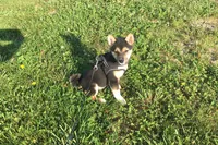 Lexi , a female Shiba Inu for sale in Seymour, MO – 6 of 6