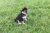 Carly, a female Shiba Inu for sale in Seymour, MO – 4 of 5