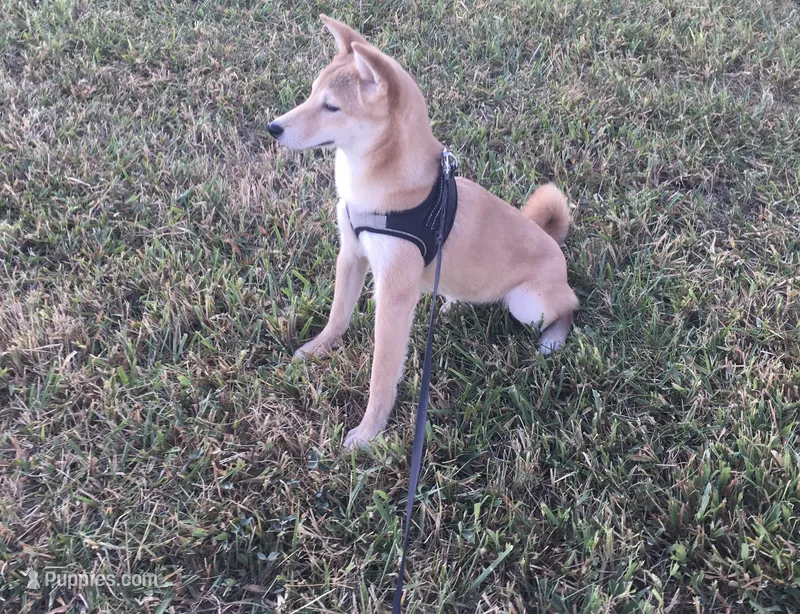 Roxie  – Shiba Inu puppy for sale in Seymour, MO
