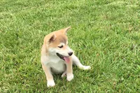 Ozzy, a male Shiba Inu for sale in Seymour, MO – 2 of 5