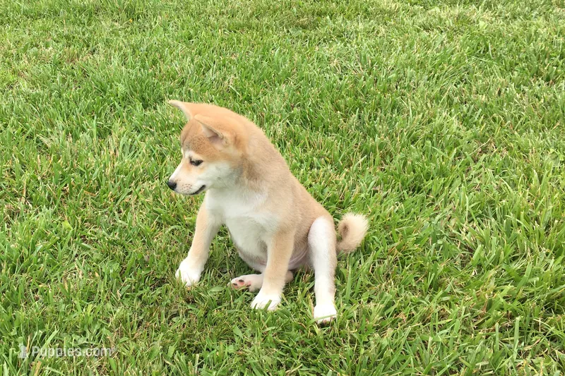 Ozzy – Shiba Inu puppy for sale in Seymour, MO
