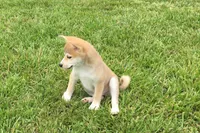 Ozzy, a male Shiba Inu for sale in Seymour, MO – 3 of 5