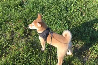 Roxie , a female Shiba Inu for sale in Seymour, MO – 3 of 5