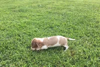 Bella , a female Miniature Dachshund for sale in Seymour, MO – 6 of 6