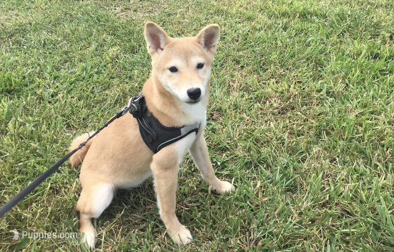 Roxie  – Shiba Inu puppy for sale in Seymour, MO