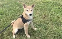Roxie , a female Shiba Inu for sale in Seymour, MO – 2 of 5
