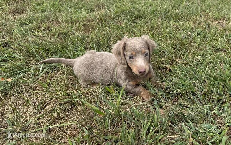 Duke  – Miniature Dachshund puppy for sale in Seymour, MO